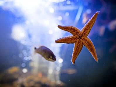 Ein Seestern hängt an einer Aquarienscheibe. Die Ostseestation an der Priwallpromenade, 21.07.20