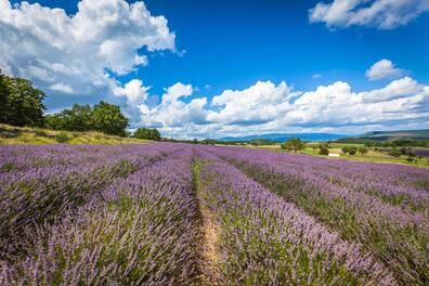 Blühendes Lavendelfeld unter blauem Himmel in der Provence