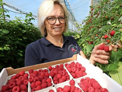 Bei der Familie Wulff in Seedorf (Herzogtum Lauenburg) kann man auch diesen Sonntag wieder Himbeeren pflücken. „Von 14 bis 18 Uhr ist geöffnet“, kündigt Birgit Wulff (52) an. Außer Himbeeren sind Brombeeren und Heidelbeeren da, sogar ein paar Erdbeeren sind noch zu pflücken. Ein Kilo selbst gepflückte Himbeeren kostet 6,90 Euro. Nach getaner Arbeit lädt Birgit Wulff ins Hofcafé, dort gibt es Himbeertorte und Waffeln mit Früchten. „Derzeit ernten wir 200 Kilo Himbeeren täglich“, sagt Birgit Wulff. Die meisten Früchte werden an eine Bäckerei verkauft. Insgesamt zwölf Hektar groß ist die Obstplantage, auf vier davon wachsen Himbeeren, auf zwei Hektar Erdbeeren, Brombeeren und Heidelbeeren je auf einem halben Hektar.